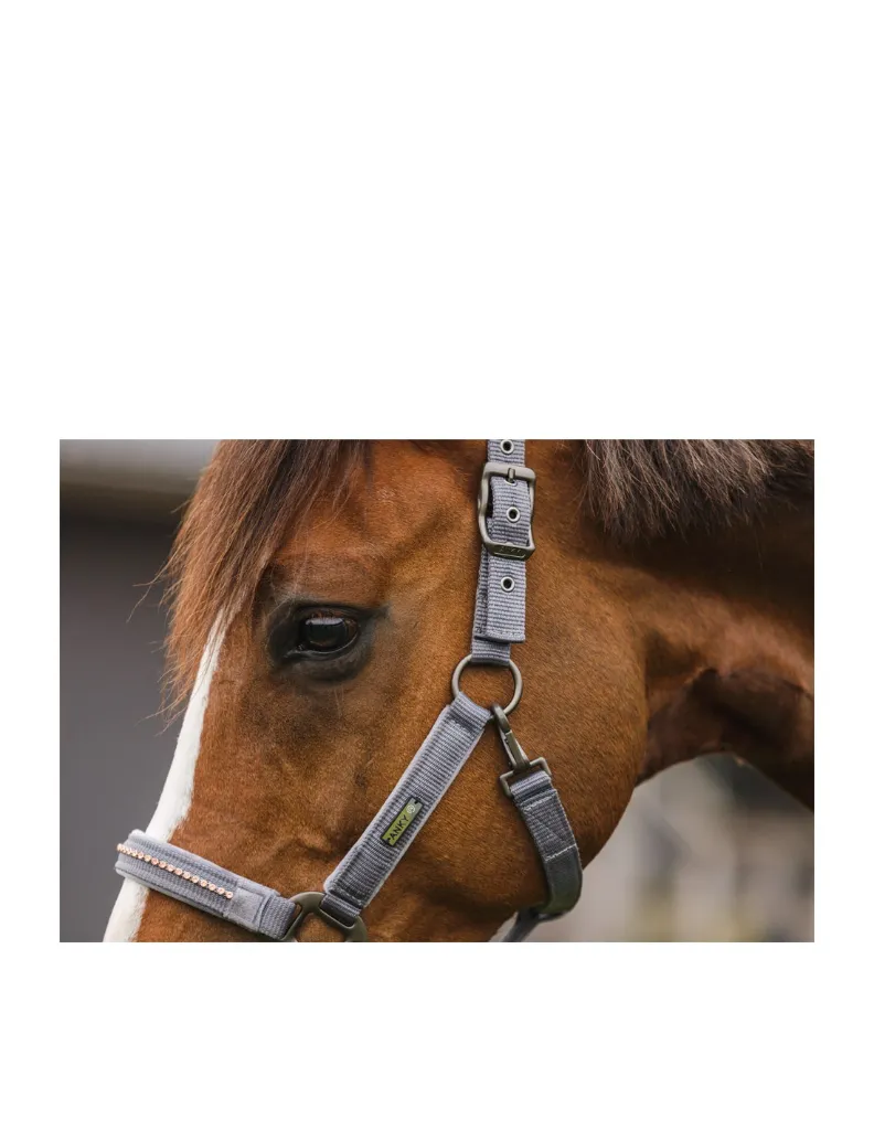 ankyR-halter-and-lead-stones-ath23001 (2).webp