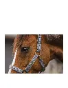 ankyR-halter-and-lead-stones-ath23001 (2).webp